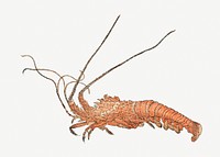 Japanese lobster, vintage animal psd. Remastered by rawpixel. 