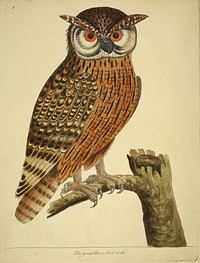 Original public domain image from Biodiversity Heritage Library.