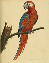 Original public domain image from Biodiversity Heritage Library.