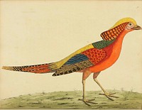 Original public domain image from Biodiversity Heritage Library.