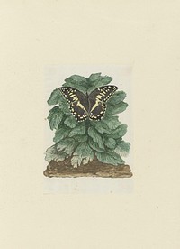 Papilio demodocus (Citrus or Christmas butterfly) on an unidentified plant (1777&ndash;1786) painting in high resolution by <a href="https://www.rawpixel.com/search/Robert%20Jacob%20Gordon?sort=curated&amp;page=1">Robert Jacob Gordon</a>.  
