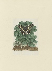 Papilio demodocus (Citrus or Christmas butterfly) on an unidentified plant (1777–1786) painting in high resolution by Robert Jacob Gordon.  