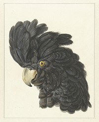 Head of a Cockatoo (1725 - 1792) in high resolution by Aert Schouman. 