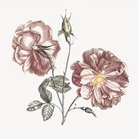 Camellia flower, vintage botanical illustration psd