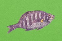 Sheepshead fish, vintage animal illustration