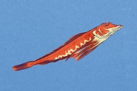 Tub Gurnard fish, sea animal illustration