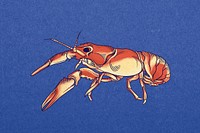 Vintage crayfish, sea animal illustration psd