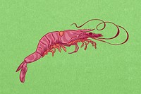 Vintage prawn, sea animal illustration psd