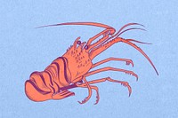 Vintage lobster, sea animal illustration psd