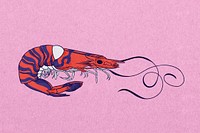 Vintage prawn, sea animal illustration