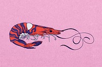 Vintage prawn, sea animal illustration psd