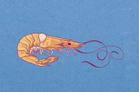 Vintage prawn, sea animal illustration psd