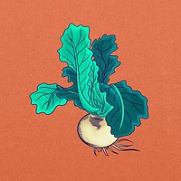 Vintage radish vegetable, food illustration