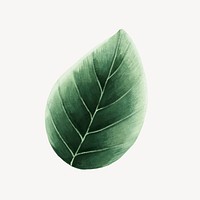 Green leaf collage element, botanical illustration psd