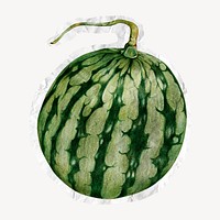 Watermelon, tropical fruit illustration