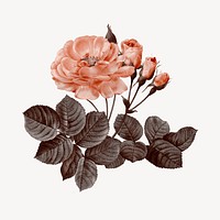 Vintage damask rose collage element psd