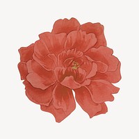  Red rose vintage flower illustration