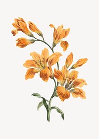 Orange lily flower vintage illustration