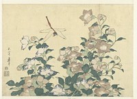Hokusai's (1820) Dragonfly and Bellflower. Original public domain image from the Rijksmuseum.