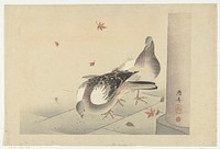 Japanese dove. Original public domain image from the Rijksmuseum.