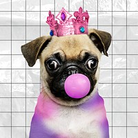 Pug puppy blowing bubble gum, animal photo