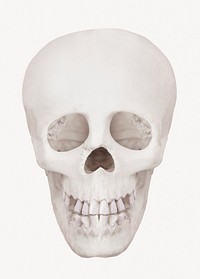 Human skull, Halloween decoration image psd