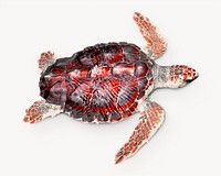 Sea turtle, isolated animal image