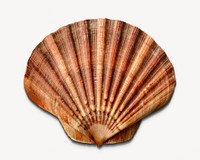 Clam shell, isolated object image psd