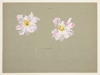 Study of Pale Pink Peonies by Sophia L. Crownfield