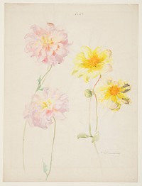 Study of Dahlias by Sophia L. Crownfield