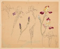 Studies of Irises by Sophia L. Crownfield