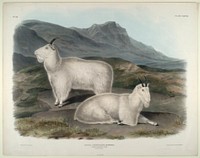 Rocky Mountain Goat (Capra Americana) from the viviparous quadrupeds of North America (1845) illustrated by John Woodhouse Audubon (1812-1862). Original from the Smithsonian National Museum of American History.
