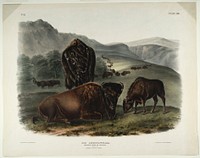 Bos Americanus, Gmel (1845- 1848) illustrated by John James Audubon (1785-1851). Original from the Smithsonian National Museum of American History.