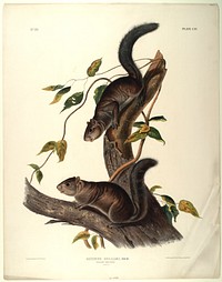 Sciurus Colliaei, Rich