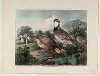 Quails or Partridges