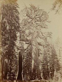 Grizzly Giant, Mariposa Grove