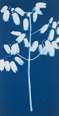 Blossom of the Chandelier Plant