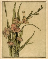 Gladiola