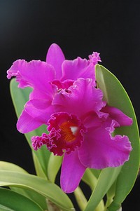 × Rhyncholaeliocattleya Memoria Roselyn Reisman