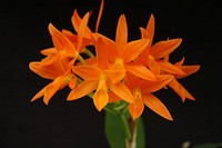 Guarianthe aurantiaca