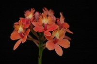 Epidendrum Pacific Punchbowl