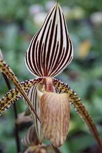 Paphiopedilum Saint Swithin