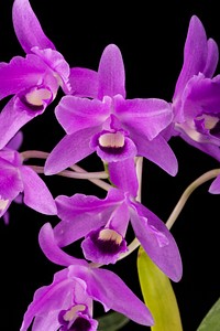 Guarianthe bowringiana