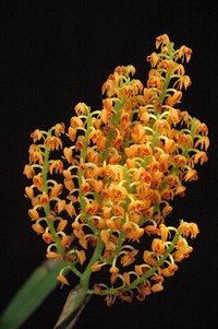 Polystachya paniculata