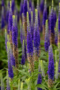 Veronica spicata 'Glory' Royal Candles