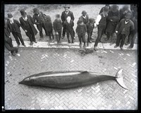 Gervais' Beaked Whale Specimen with Onlookers Gathered Around