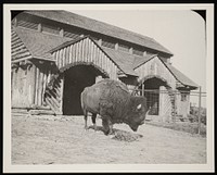 National Zoological Park, Buffalo Barn