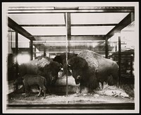 Mammals Exhibit, South Hall, United States National Museum - American Bison Group