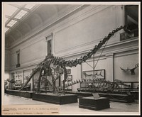 Vertebrate Fossil Exhibits, Division of Paleontology, Natural History Building