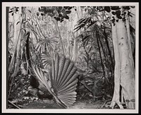 Bird Hall, Natural History Building